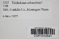 Tricholoma subacutum image