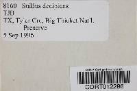 Suillus decipiens image