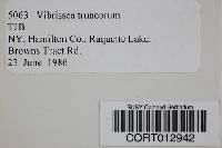 Vibrissea truncorum image