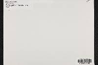 Media resource of Antrodia xantha