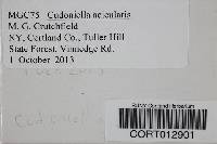 Media resource of Cudoniella acicularis