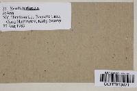 Xerula furfuracea image