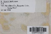 Xerula furfuracea image