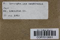 Xeromphalina kauffmanii image