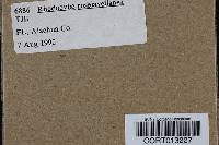Rhodocybe roseiavellanea image