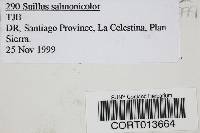 Suillus salmonicolor image