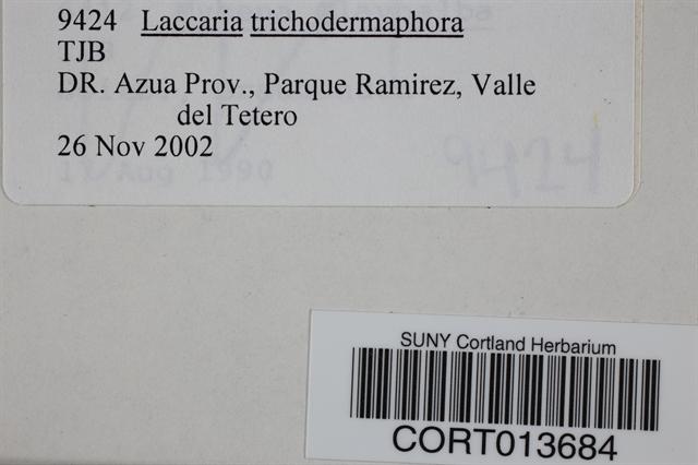 Laccaria trichodermophora image