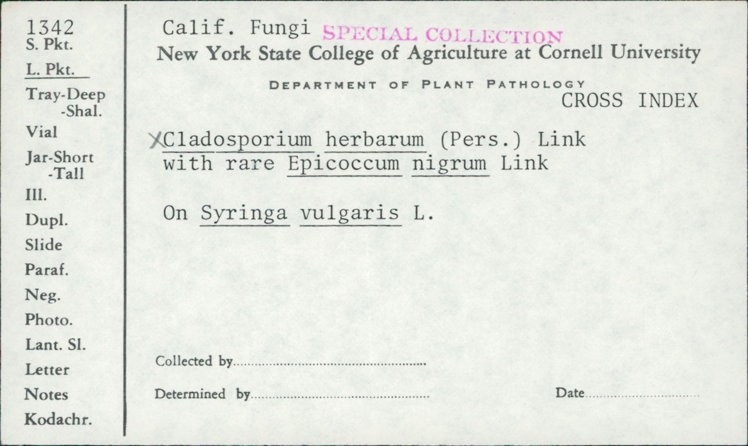 Epicoccum nigrum thumbnail