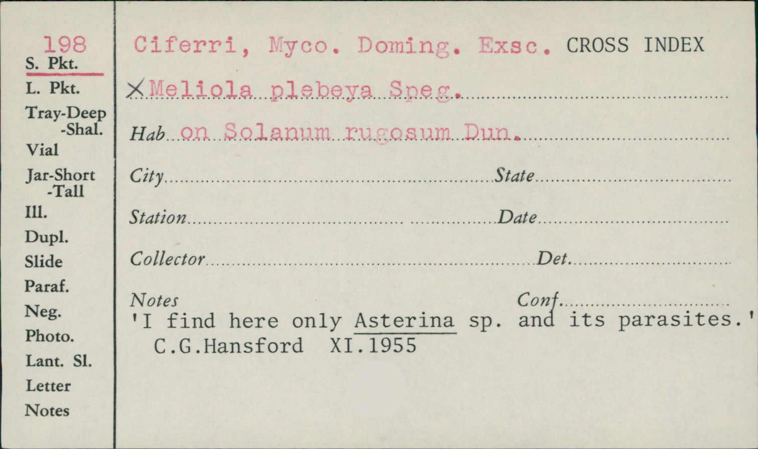 Asterina