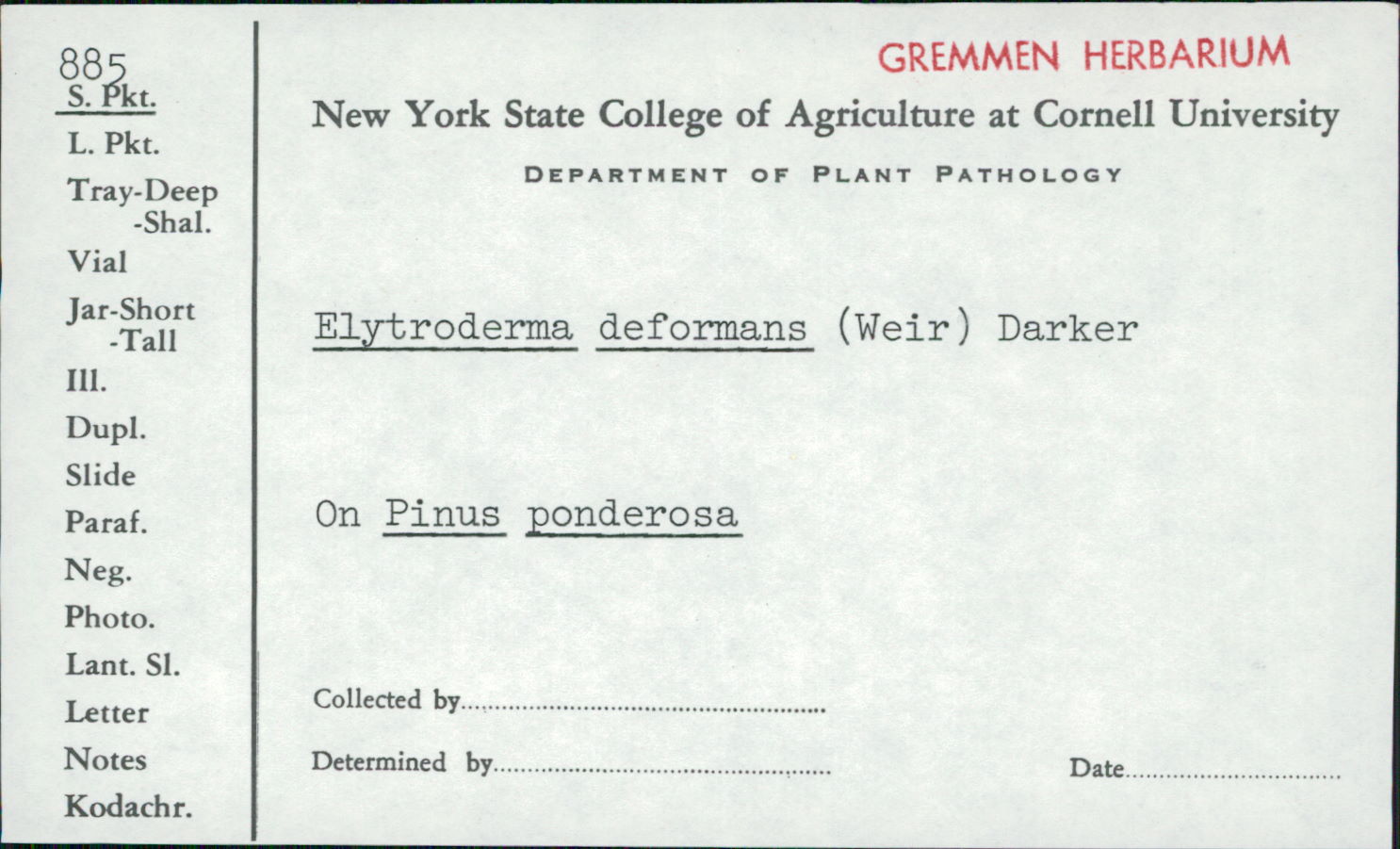 Elytroderma thumbnail