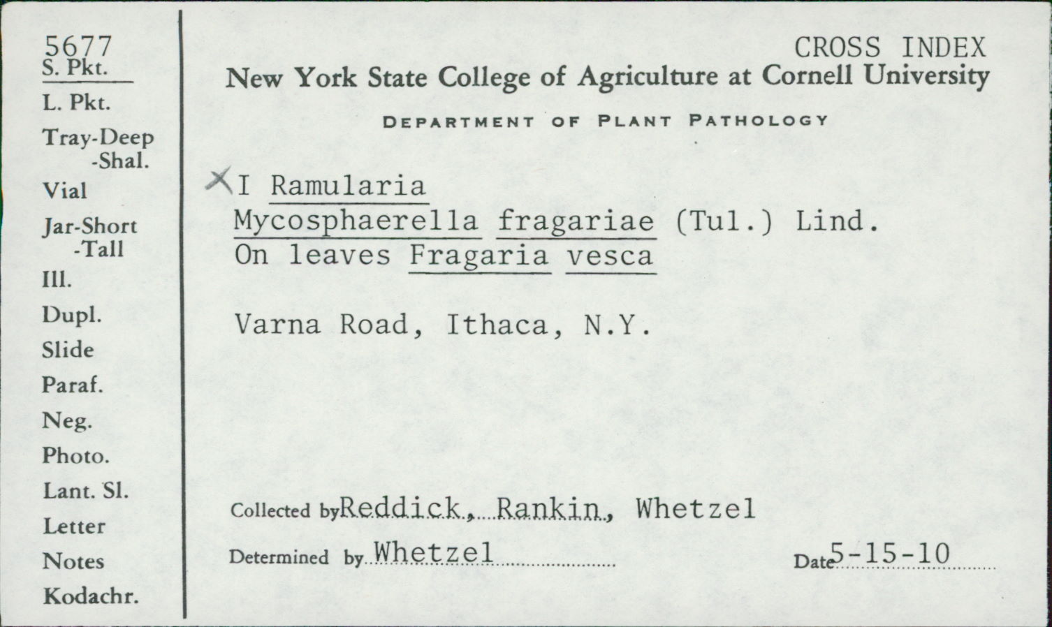 Mycosphaerella fragariae thumbnail