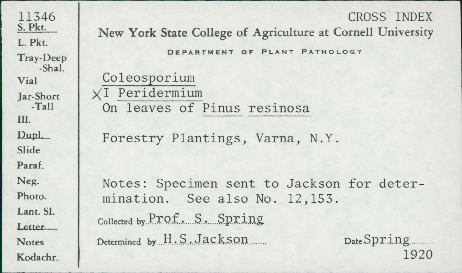 Coleosporium thumbnail