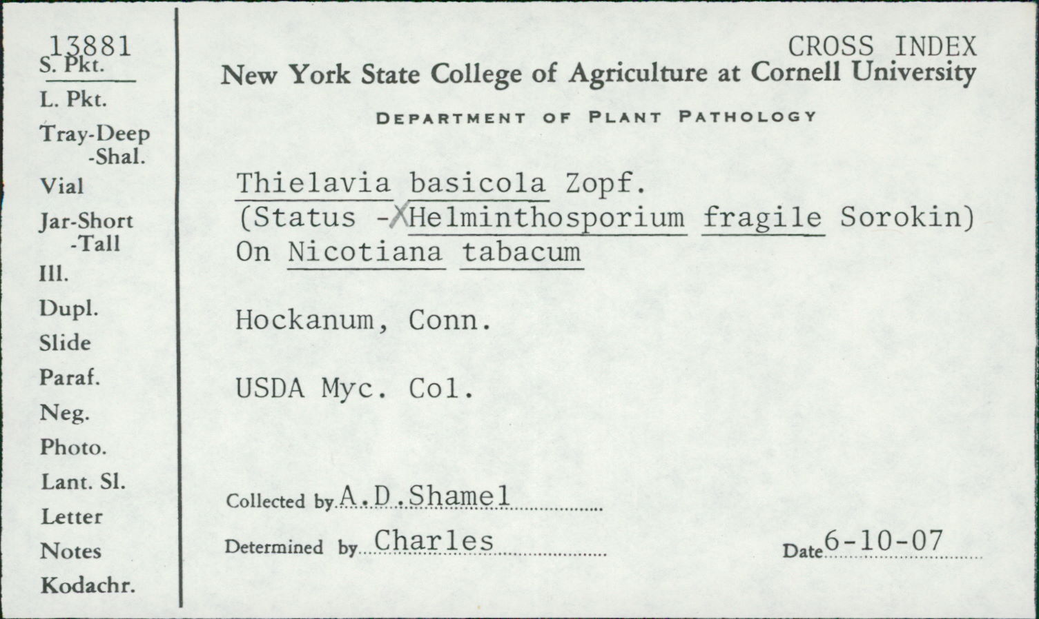 Thielavia basicola