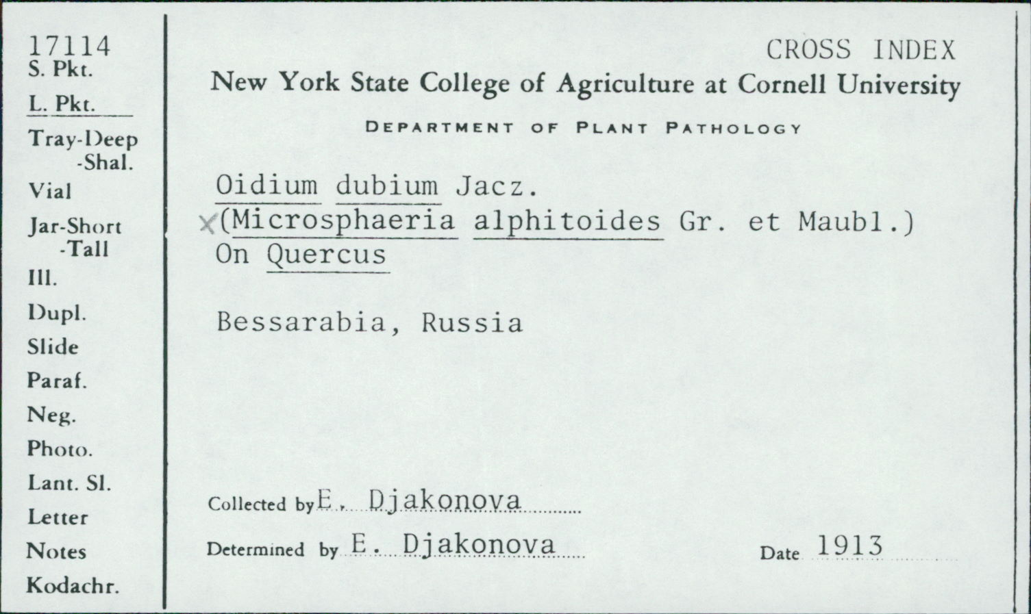 Microsphaera alphitoides