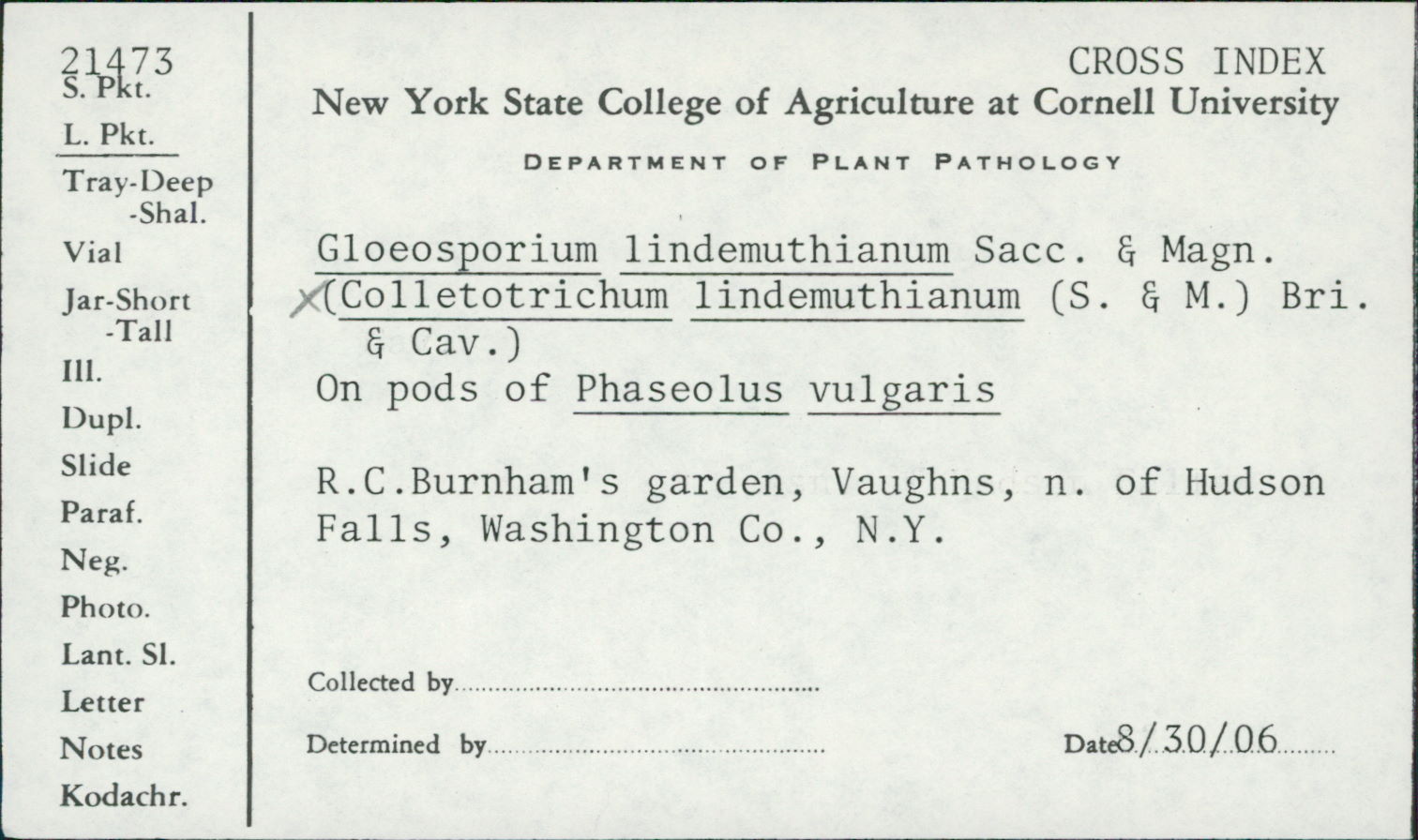 Colletotrichum lindemuthianum thumbnail