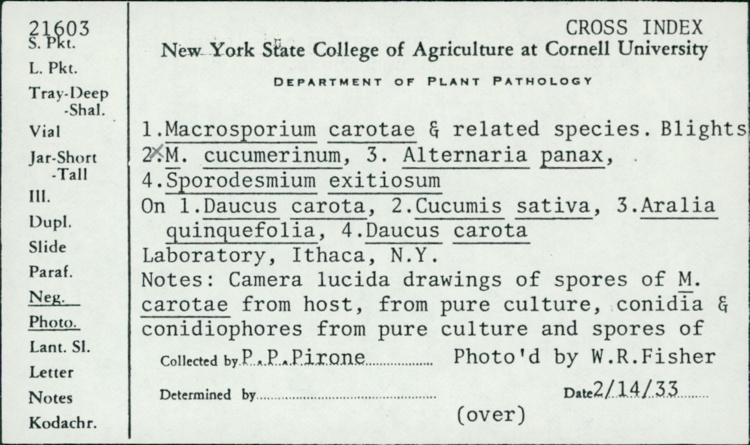 Alternaria panax thumbnail
