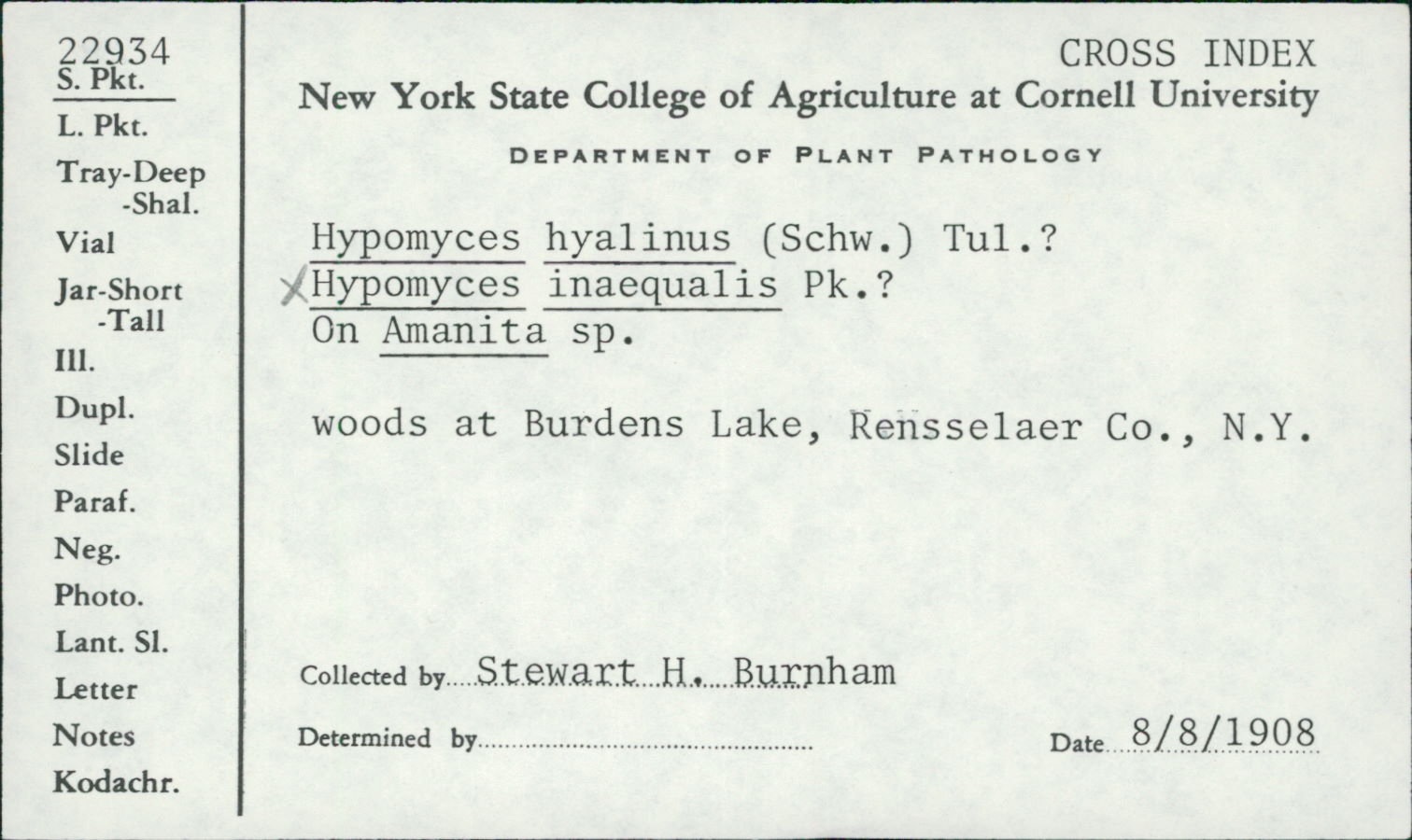 Hypomyces hyalinus thumbnail