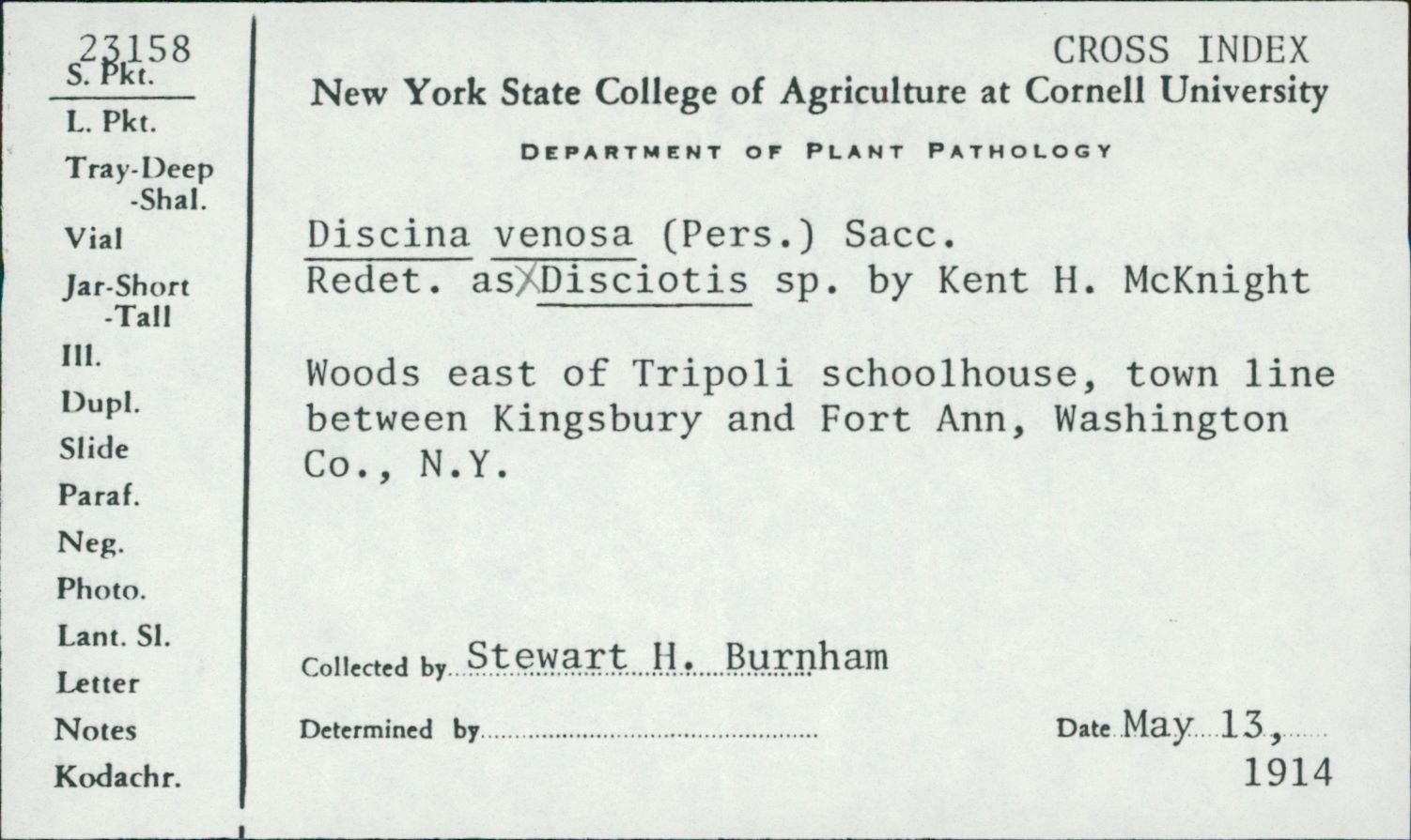 Disciotis