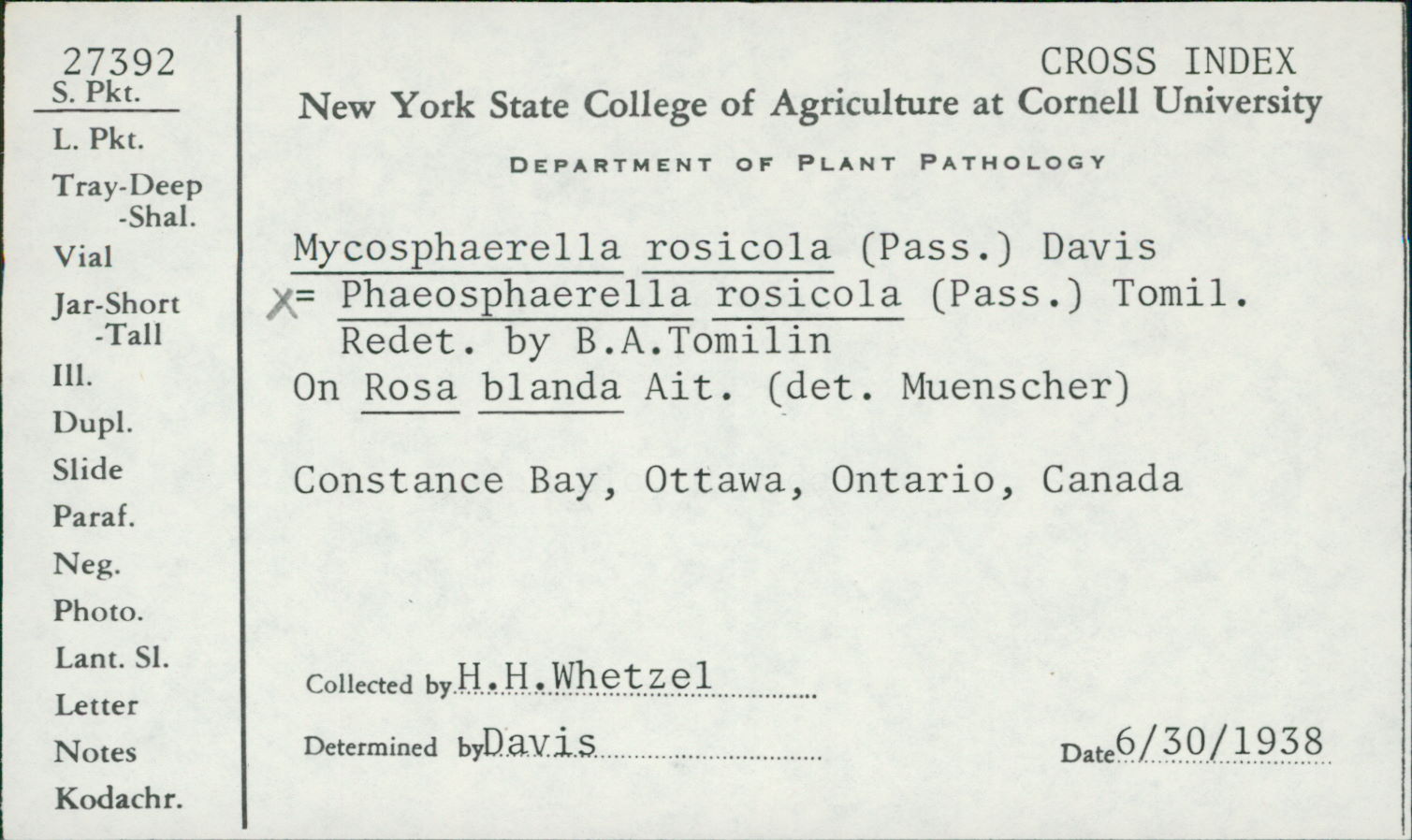 Mycosphaerella rosicola thumbnail