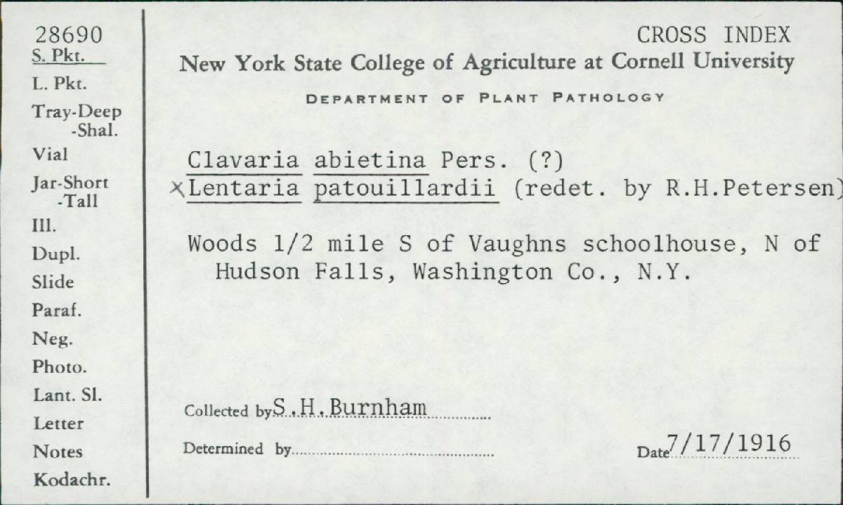 Clavaria abietina image