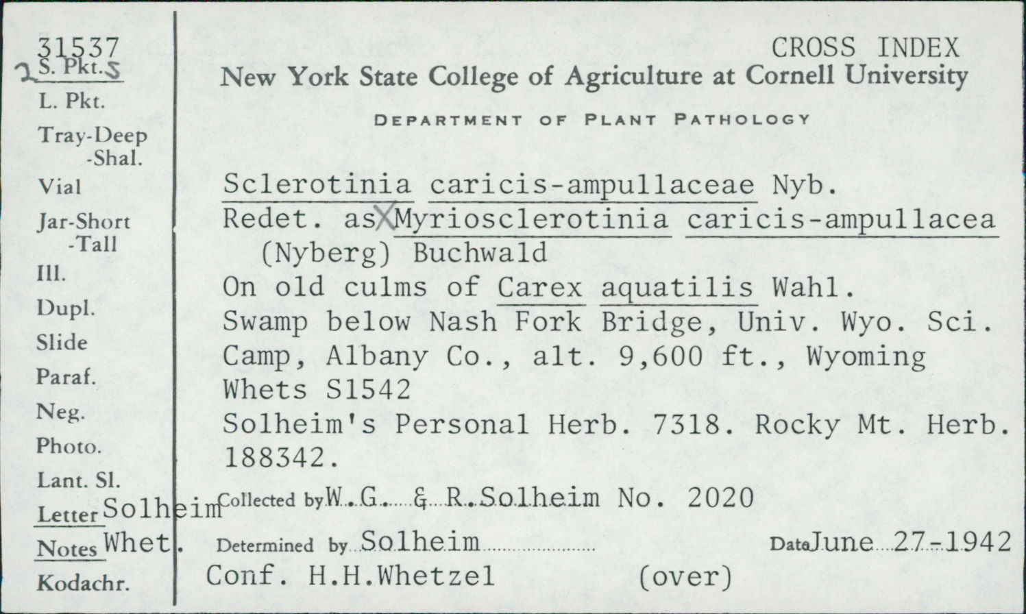Sclerotinia