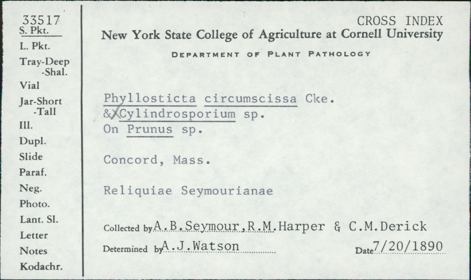 Phyllosticta circumscissa thumbnail