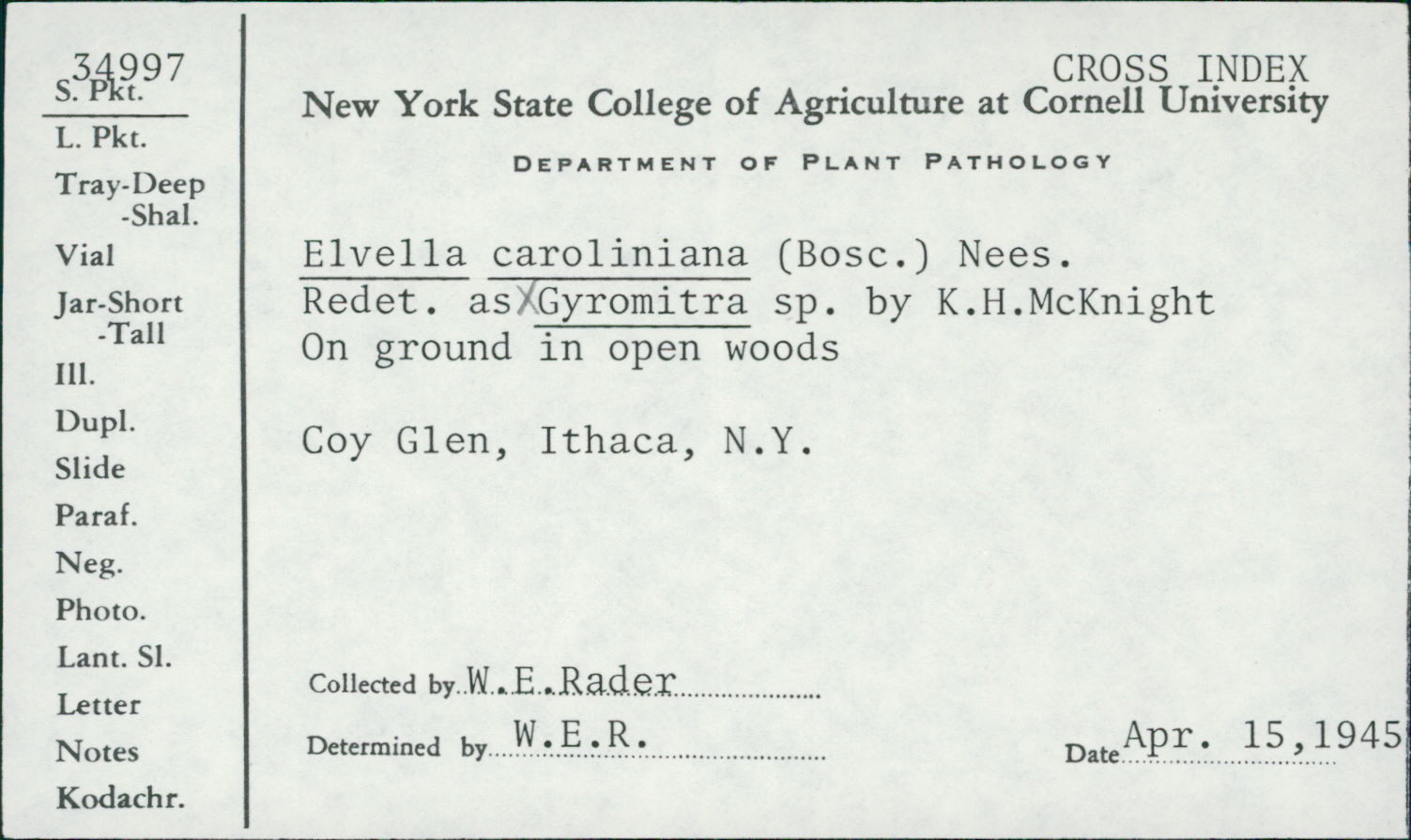 Gyromitra