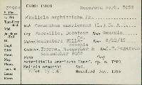 Media resource of Asteridiella americana