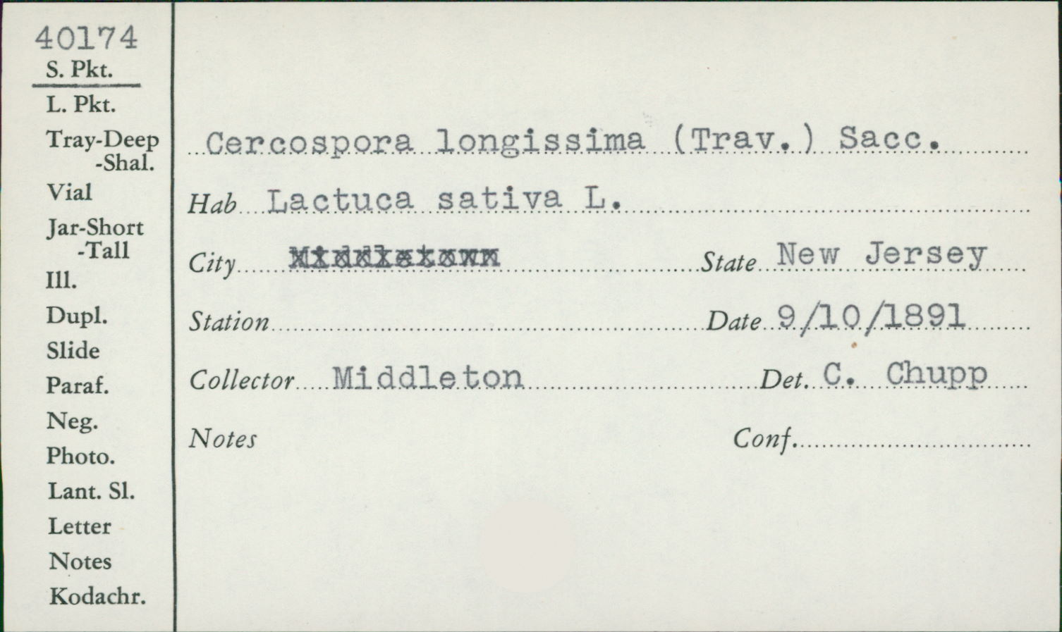 Cercospora longissima thumbnail