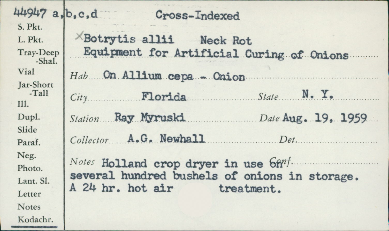 Botrytis allii thumbnail