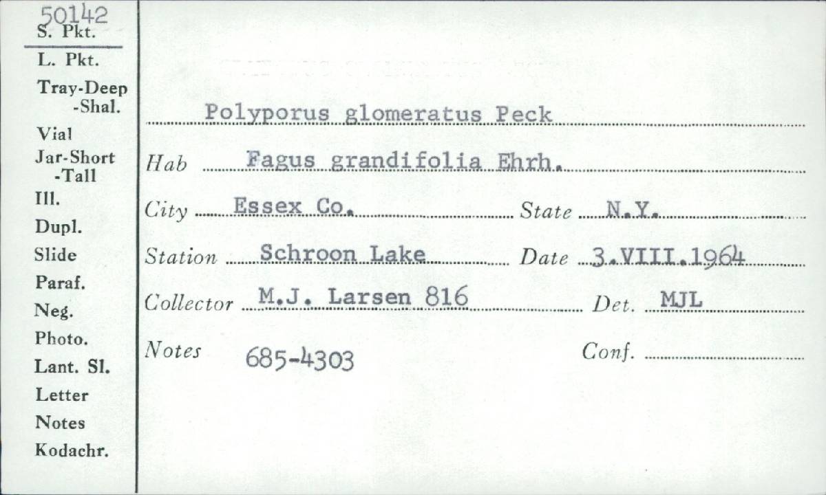 Inonotus glomeratus image