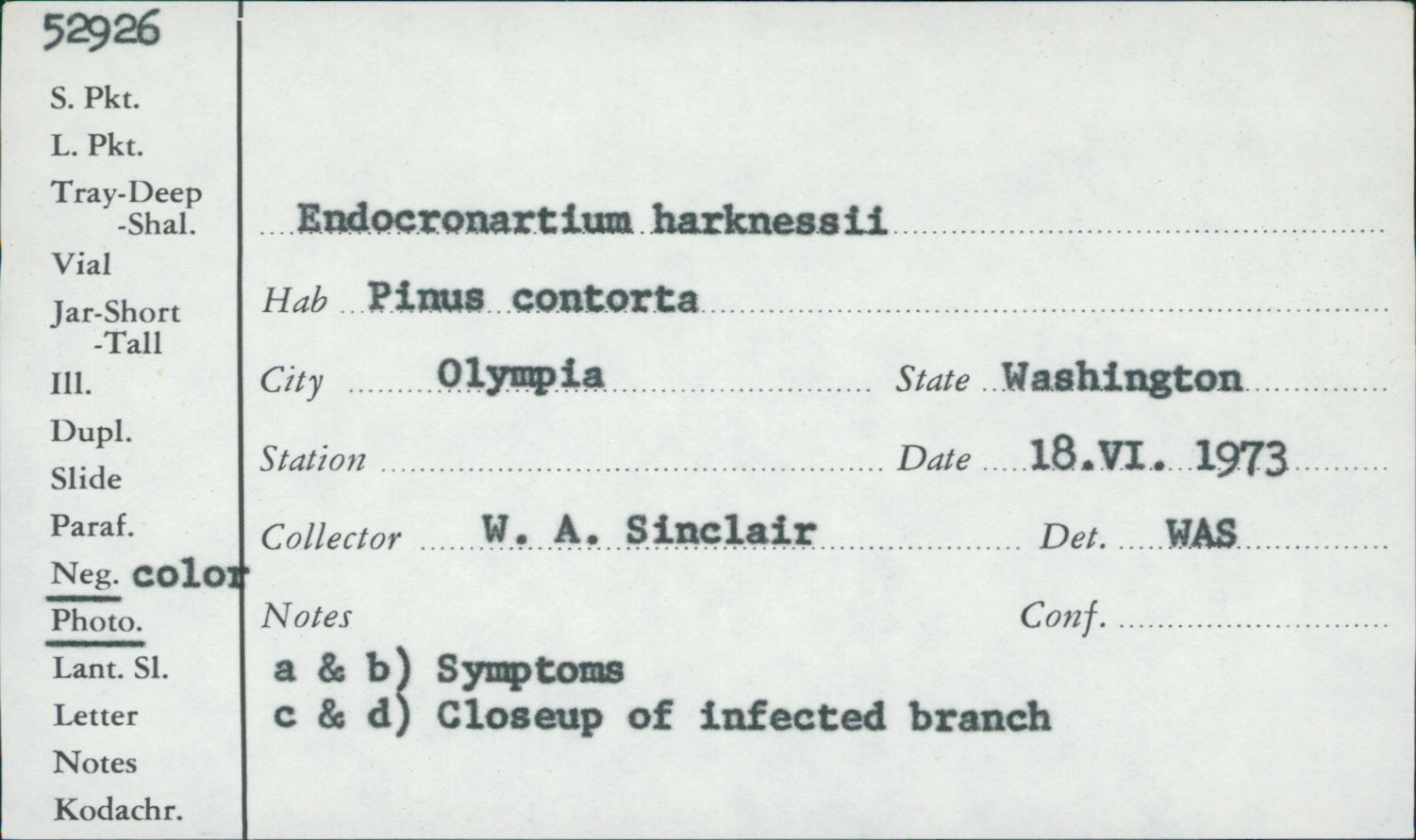 Endocronartium harknessii thumbnail