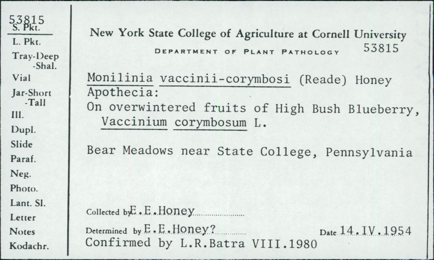 Monilinia vaccinii-corymbosi thumbnail