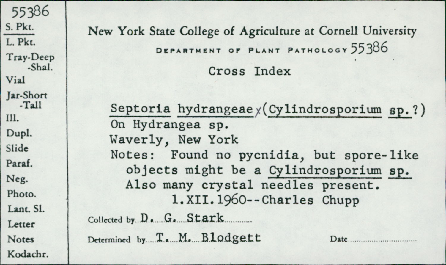 Cylindrosporium thumbnail