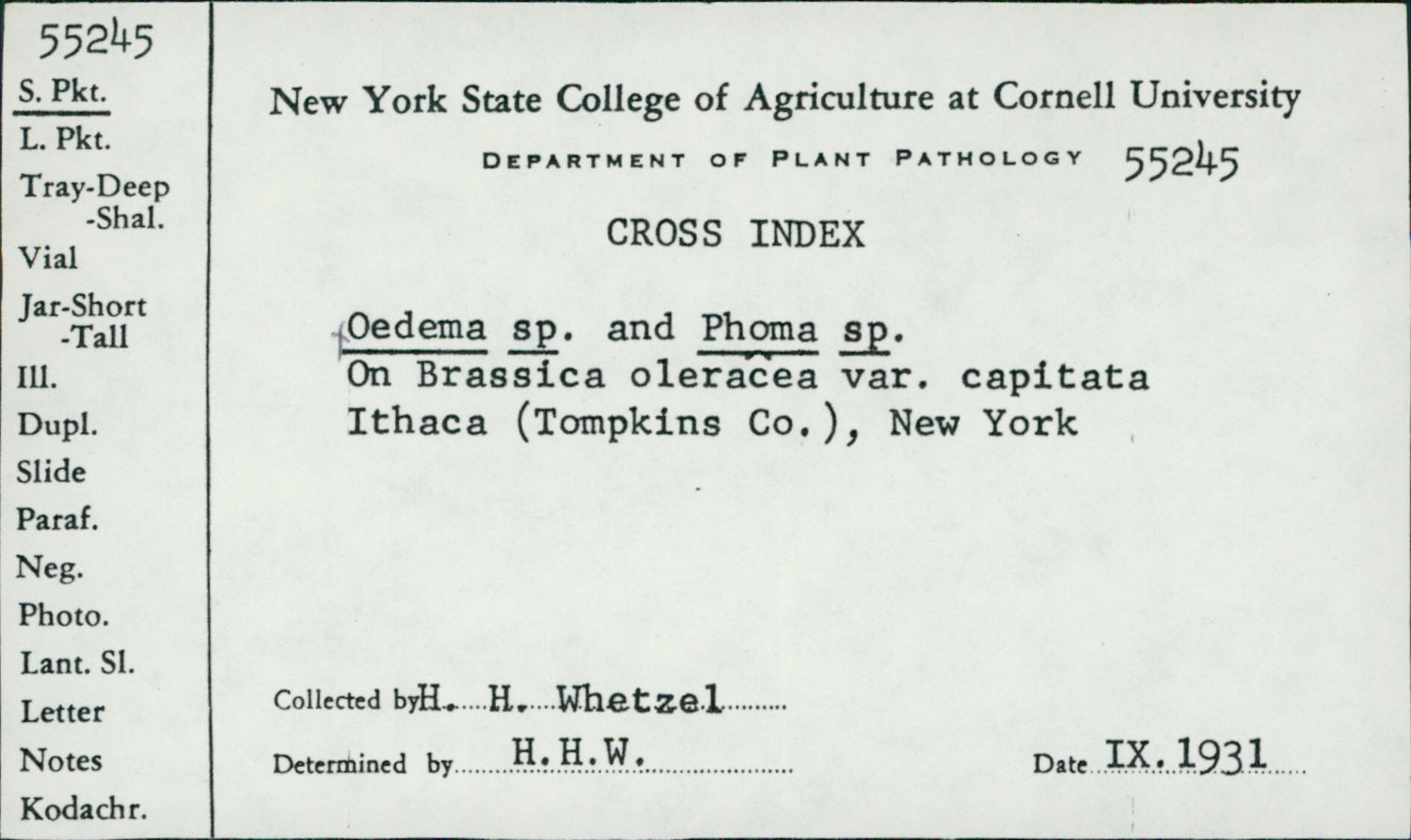 Phoma
