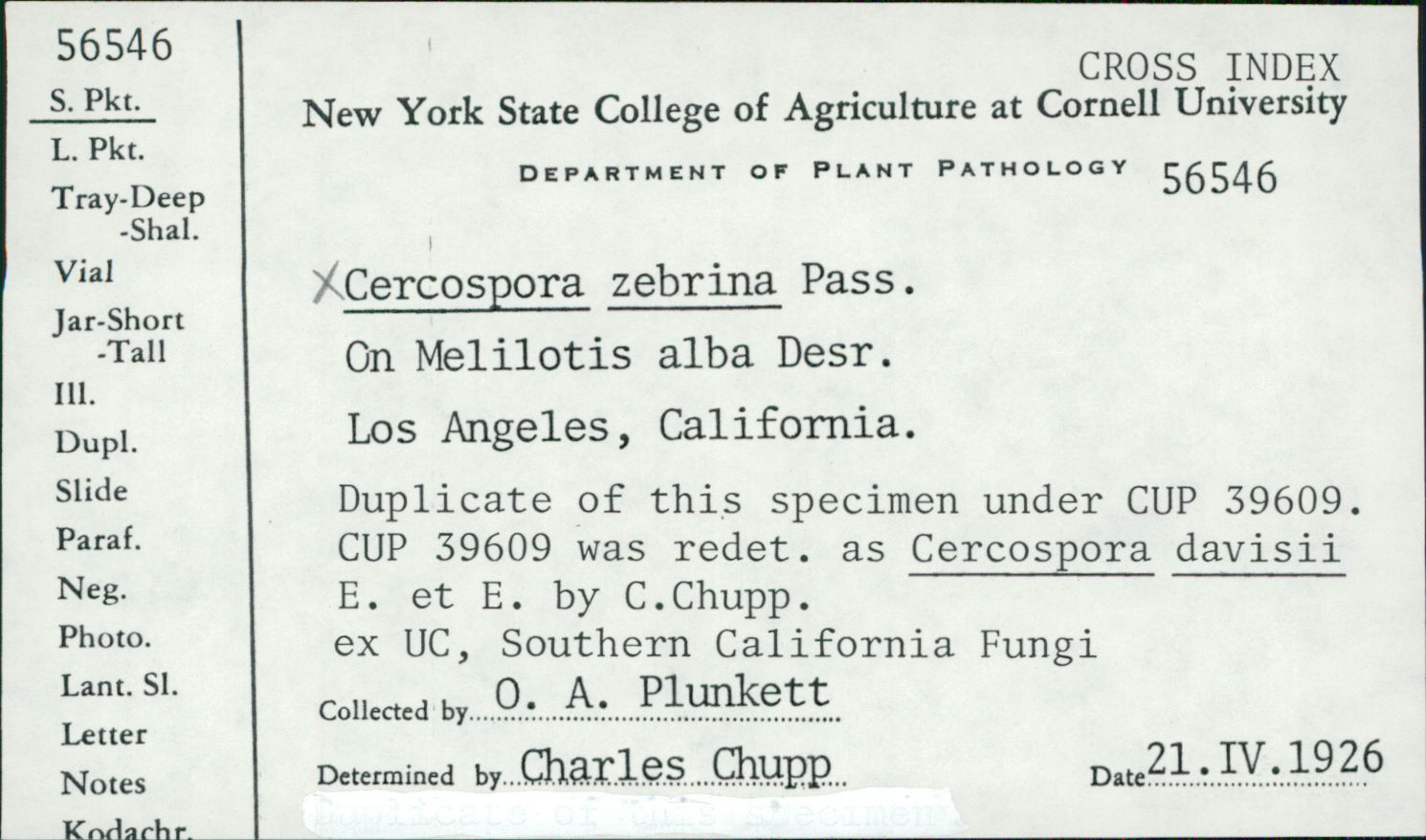 Cercospora zebrina thumbnail