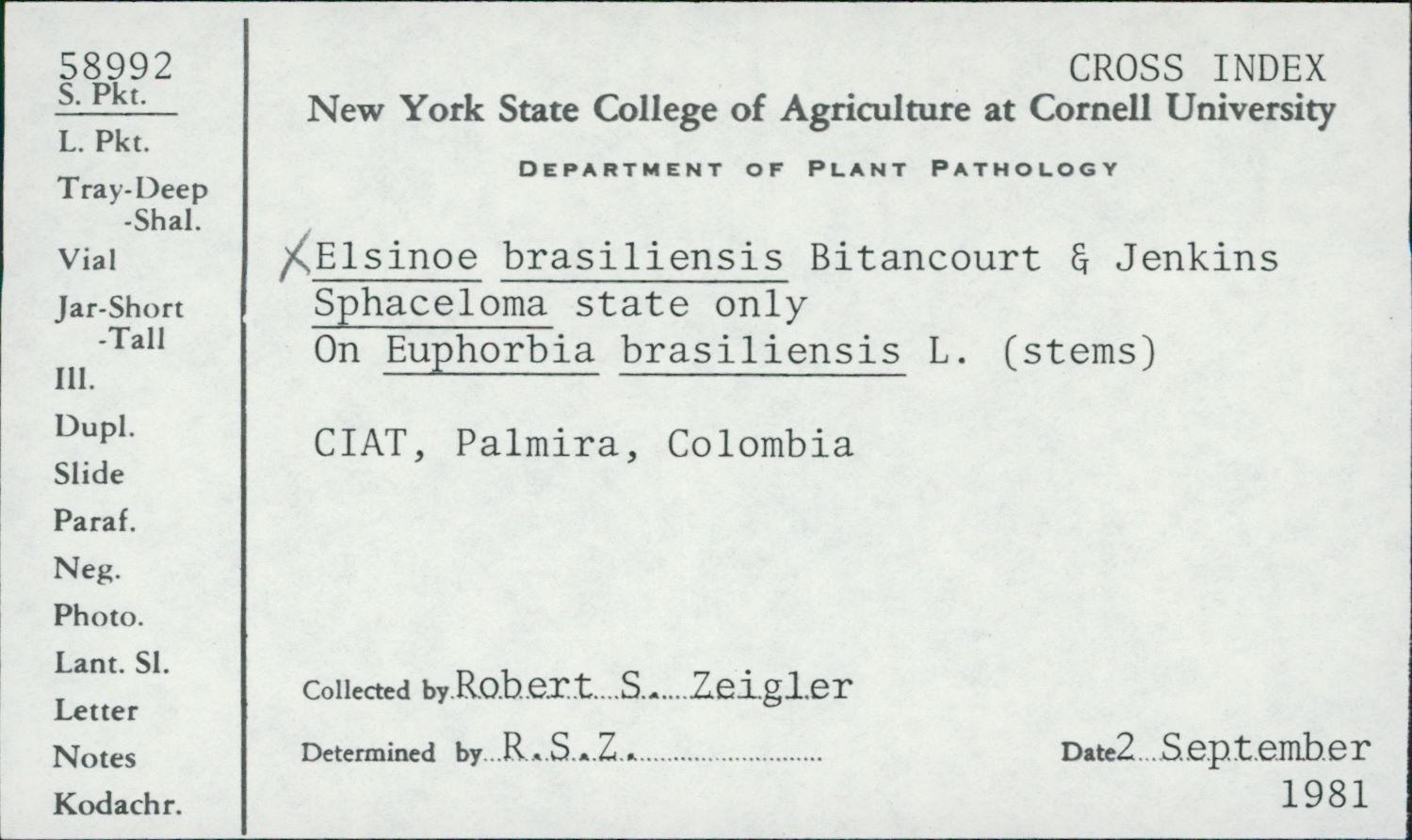 Elsinoë brasiliensis thumbnail
