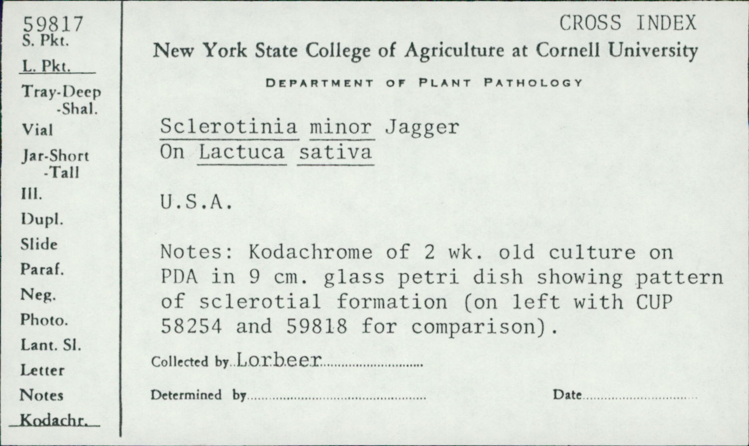 Sclerotinia minor thumbnail