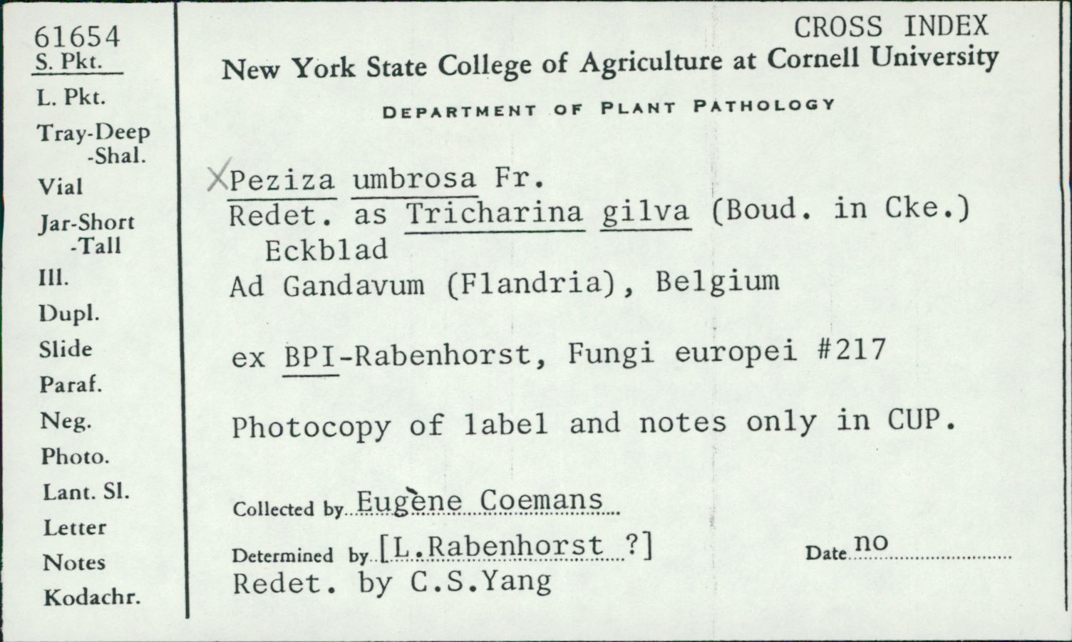 Tricharina thumbnail
