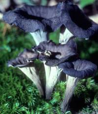 Media resource of Craterellus fallax