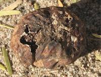 Media resource of Carbomyces emergens