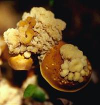 Media resource of Syzygospora mycetophila