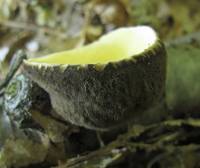 Media resource of Wolfina aurantiopsis