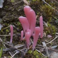 Media resource of Clavaria rosea