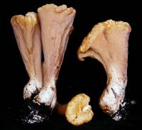 Media resource of Clavariadelphus truncatus