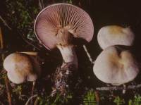 Media resource of Cortinarius camphoratus