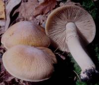 Media resource of Cortinarius caperatus