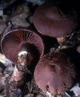 Media resource of Cortinarius torvus