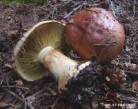 Media resource of Cortinarius orichalceus
