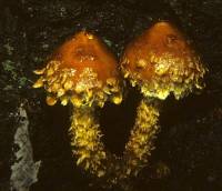 Media resource of Hemistropharia albocrenulata